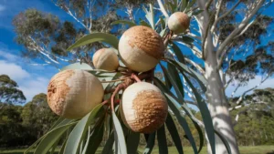 Eucalyptus Globulus